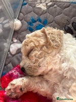 Cavapoochon dogs Cavapoochon! Our December Reindeer Litter! - Advert 1