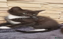 Mixed Breed cats for sale: Kittens 🐈‍⬛ - Image 6