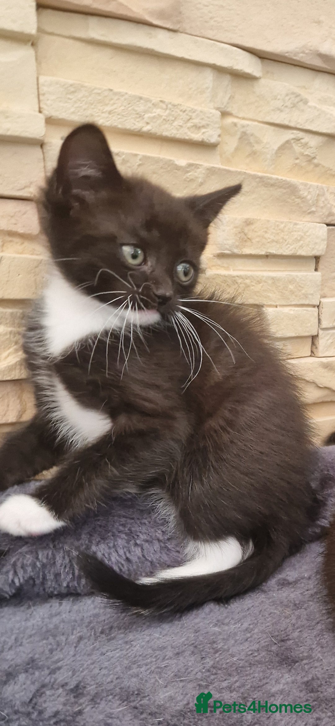 Mixed Breed cats for sale: Kittens 🐈‍⬛ - Image 6