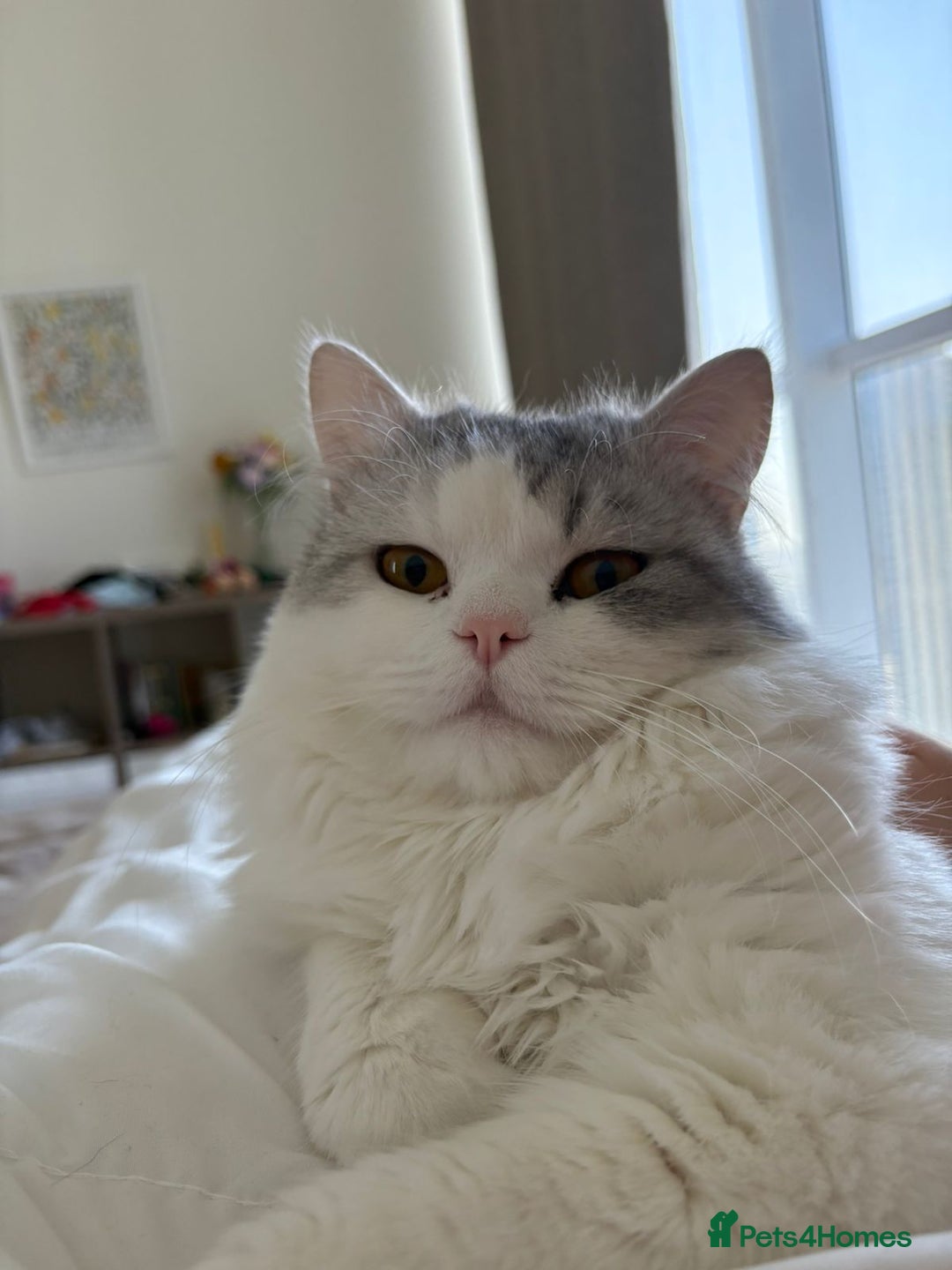 Mixed Breed cats for adoption: SKY MIX PERSIAN AMAZING LOOKING & FRIENDLY NEUTER - Advert 13