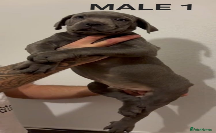 Cane Corso dogs - Advert 1