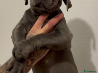 Cane Corso dogs - Advert 1