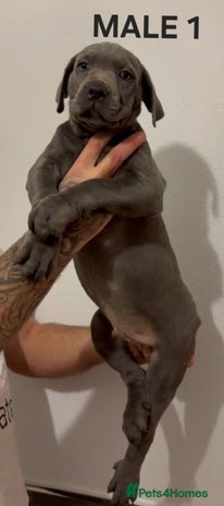 Cane Corso dogs - Advert 1