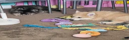 Pomsky dogs for sale: Stunning Pomsky Puppies  in Worthing - Advert 3