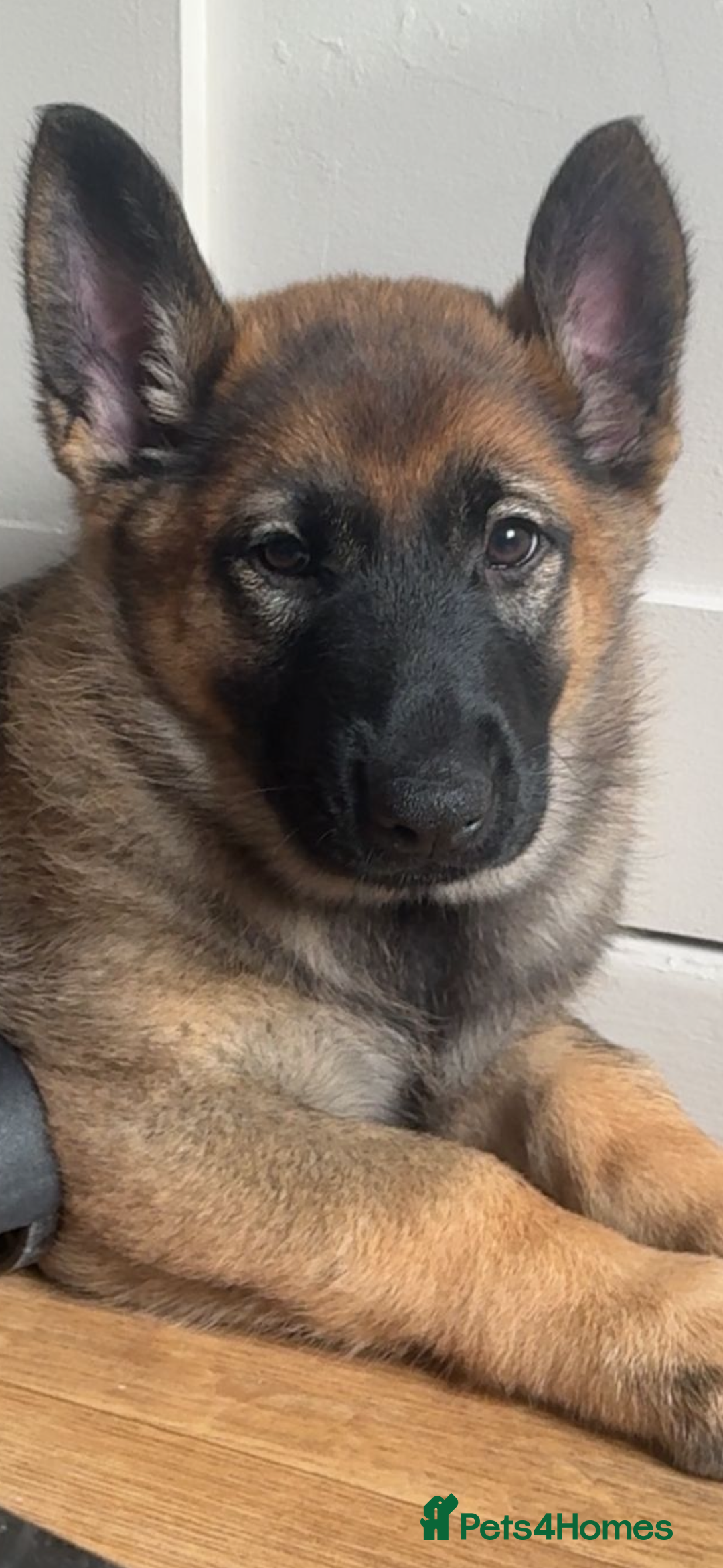 German Shepherd dogs for sale: 9 week old German shepherd puppy  - Advert 5