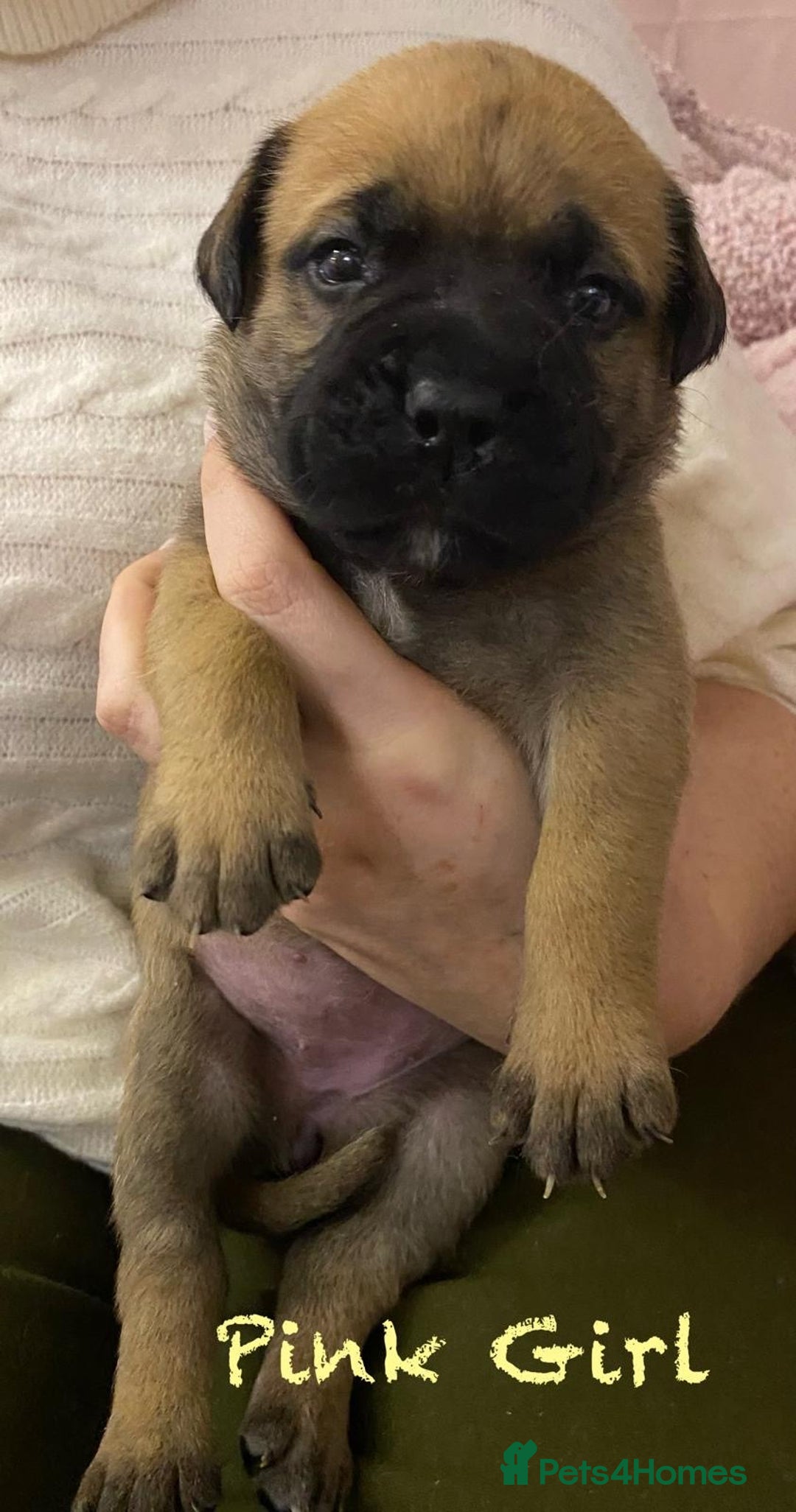 Bullmastiff dogs for sale: Beautiful litter of KC Reg bullmastiff puppies - Advert 19