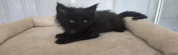 Maine Coon cats for sale: Maine coon kittens - Advert 36
