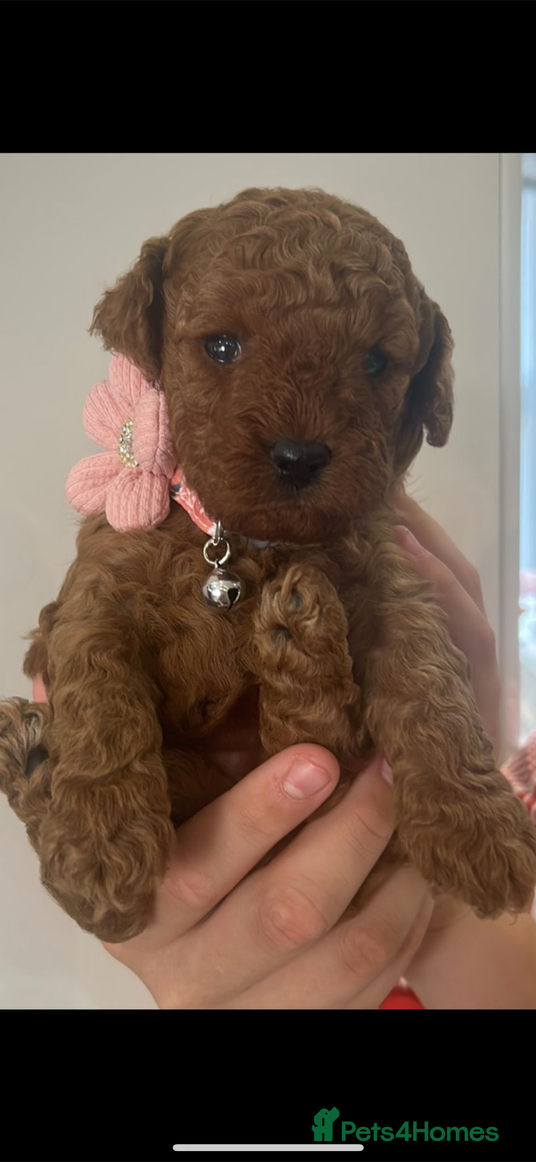 Cavapoo dogs for sale: Extensively health tested toy cavapoos red  - Advert 2