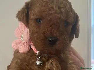 Cavapoo dogs Extensively health tested toy cavapoos red - Advert 12