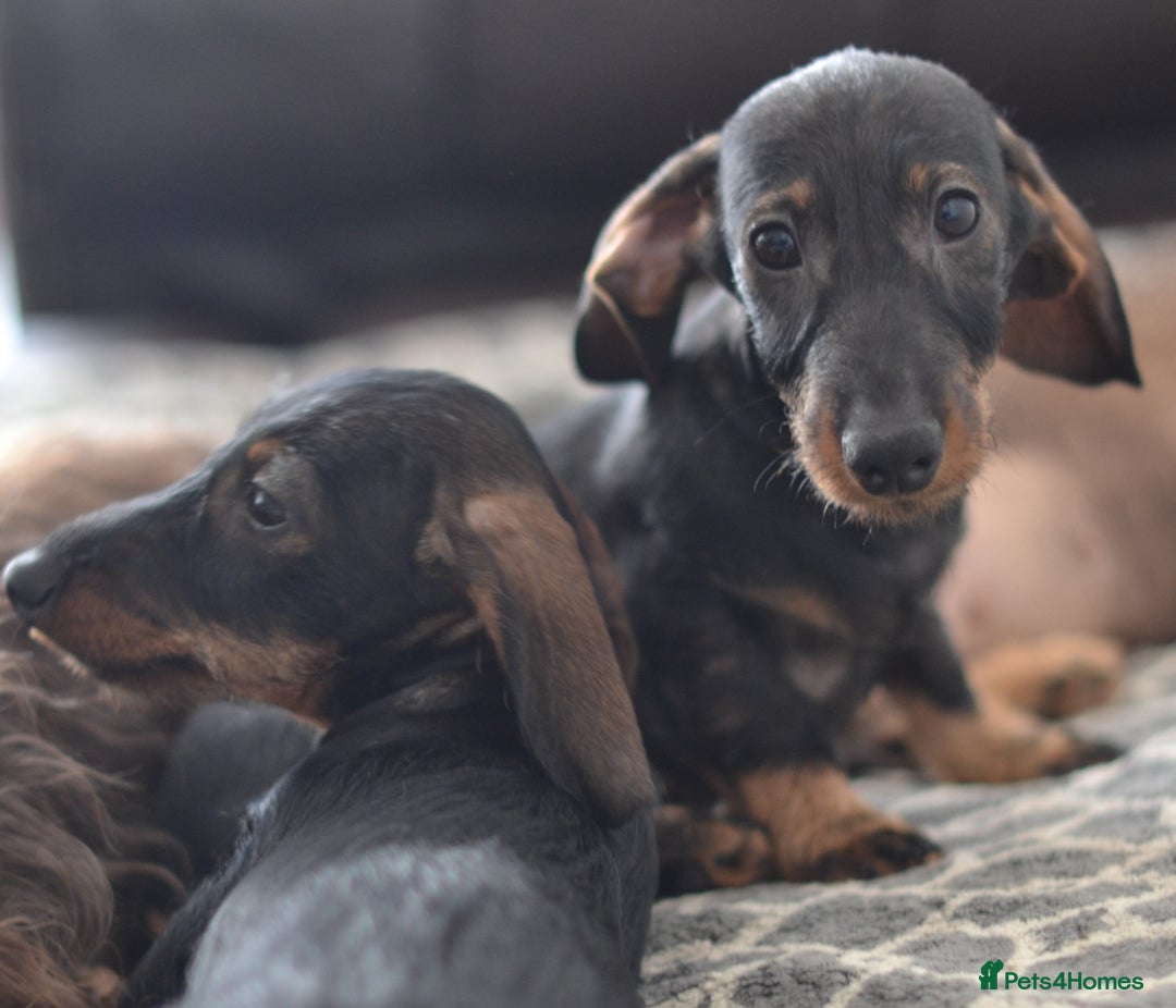 Miniature Dachshund dogs for sale: KC Reg Miniature Dachshund Wire Haired Boy - Advert 4