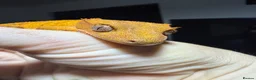 Gecko reptiles for sale: *Young Crested Gecko and Setup*  in St. Neots - Advert 6