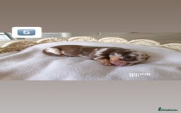 Miniature Dachshund dogs for sale: 5 miniature dachshunds for sale - Image 8