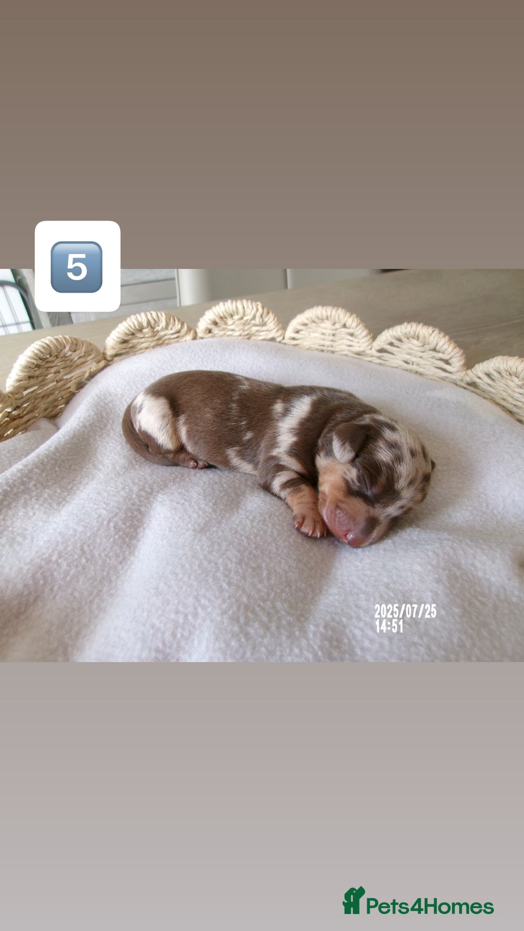 Miniature Dachshund dogs for sale: 5 miniature dachshunds for sale - Image 8
