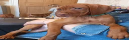 Hungarian Vizsla dogs for sale: * 1 Beautiful Girl Ready For Her New Home * * - Advert 31