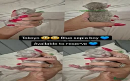 Ragdoll cats for sale: Quality ragdoll kittens 🐾 Sepias & traditional  - Image 13
