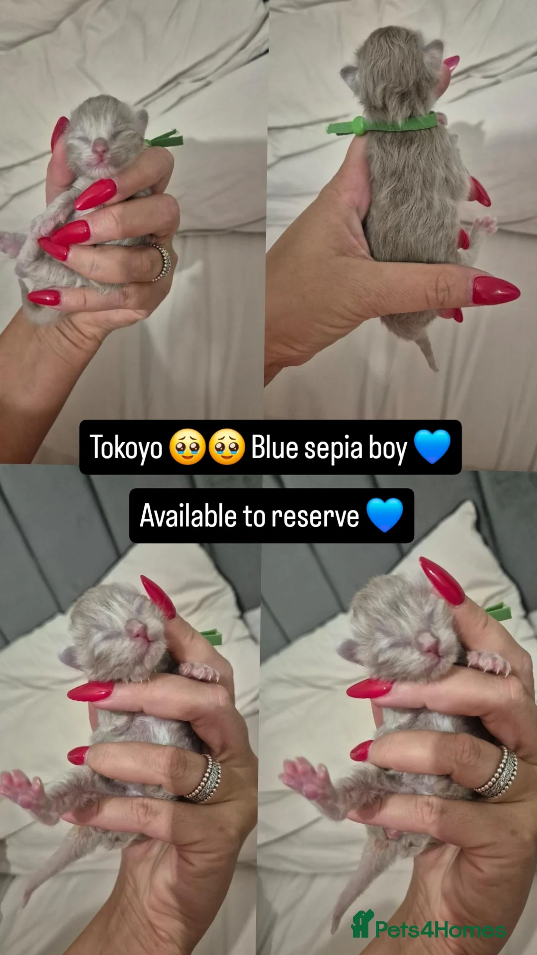 Ragdoll cats for sale: Quality ragdoll kittens 🐾 Sepias & traditional  - Image 13