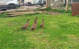 Waterfowl poultry for sale: Khaki Campbell ducks - Image 1
