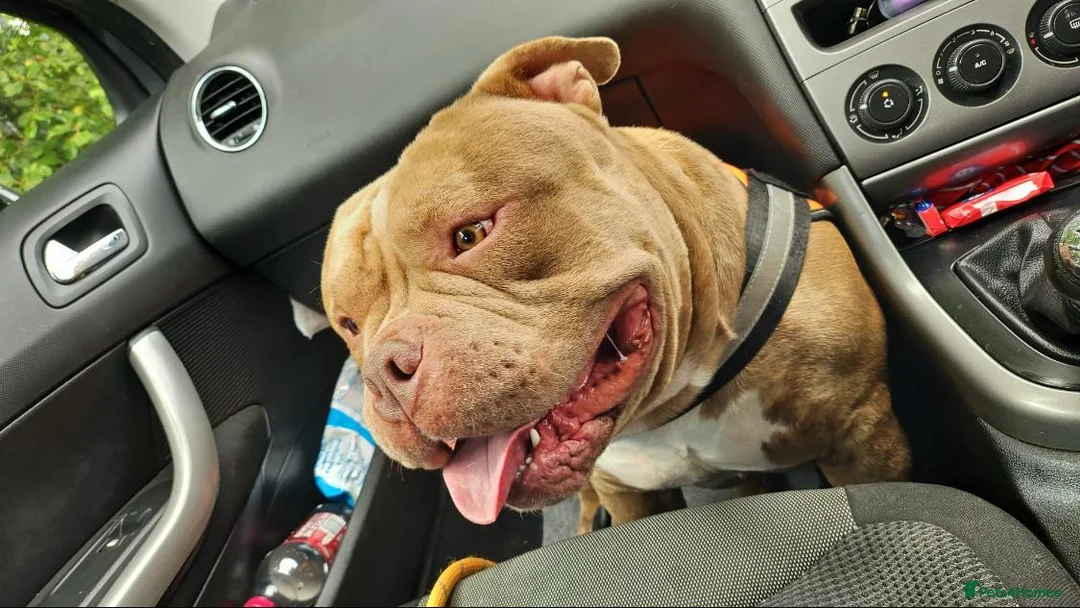 American Bully dogs for sale: American ABKC pocket bully - Advert 2