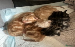 Domestic Shorthair cats for sale: Ginger / Grey&Silver Kitten for sale  - Image 8