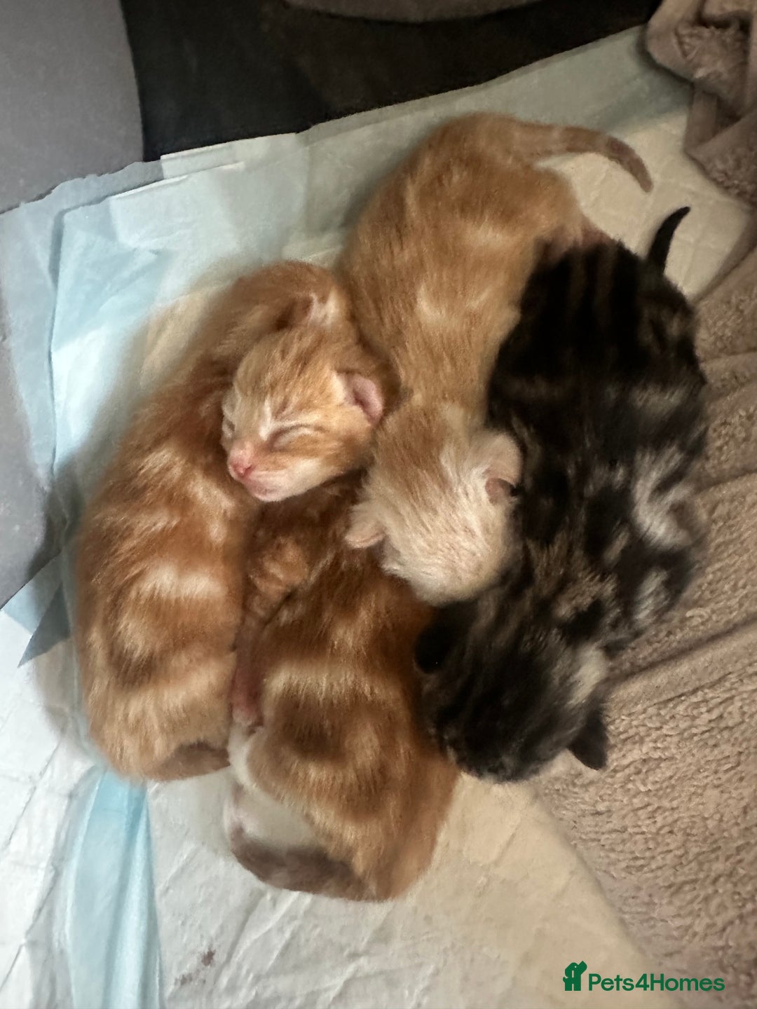 Domestic Shorthair cats for sale: Ginger / Grey&Silver Kitten for sale  - Image 8