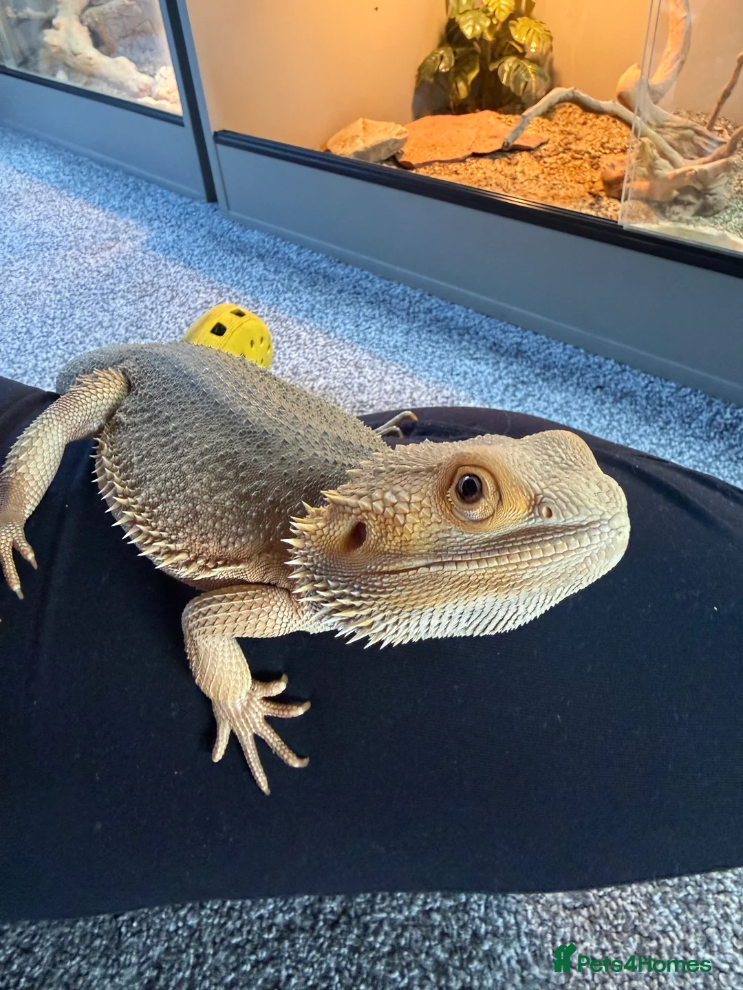 Bearded Dragon reptiles for sale: Male zero bearded dragon - Advert 6