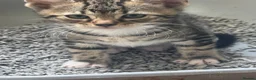 Mixed Breed cats for sale: Mixed breed kittens quarter bengal  - Advert 4