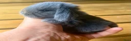 Mini Lop rabbits for sale: Three pure bred mini lop boys. - Advert 6