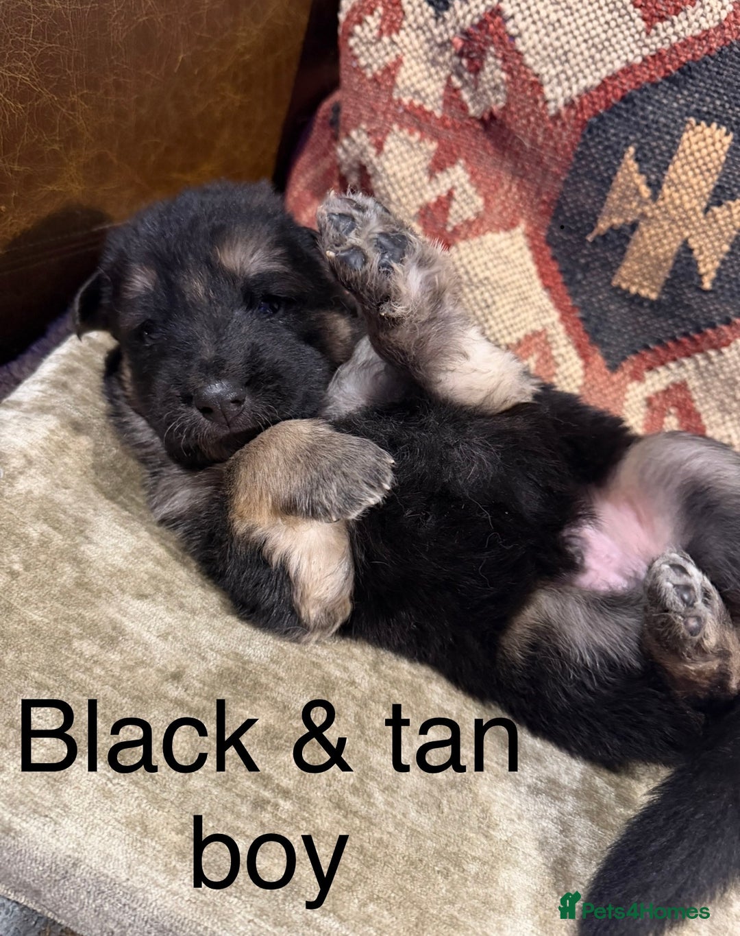 German Shepherd dogs for sale: Long Haired Health Tested German Shepherd Pups  - Advert 12