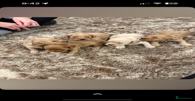 Cockapoo dogs - Advert 5