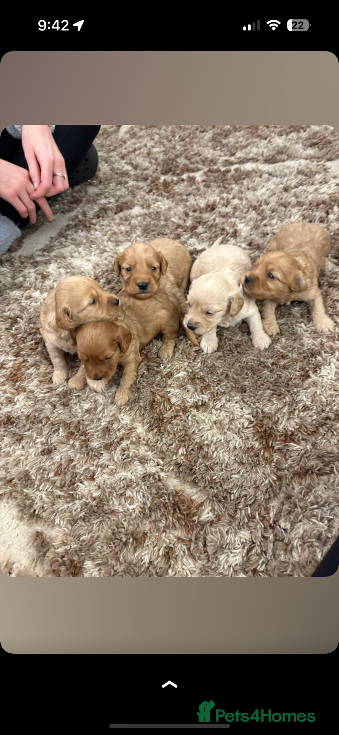 Cockapoo dogs for sale: 5 f1 cockerpoo puppies  - Image 2