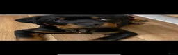Rottweiler dogs for stud: Rottweiller for stud  in Bristol - Advert 8