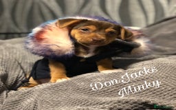Jack Russell dogs for sale: Miniature chocolate and tan jack Russell adult  - Image 2