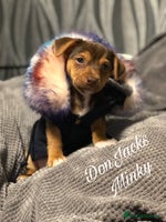 Jack Russell dogs - Advert 7