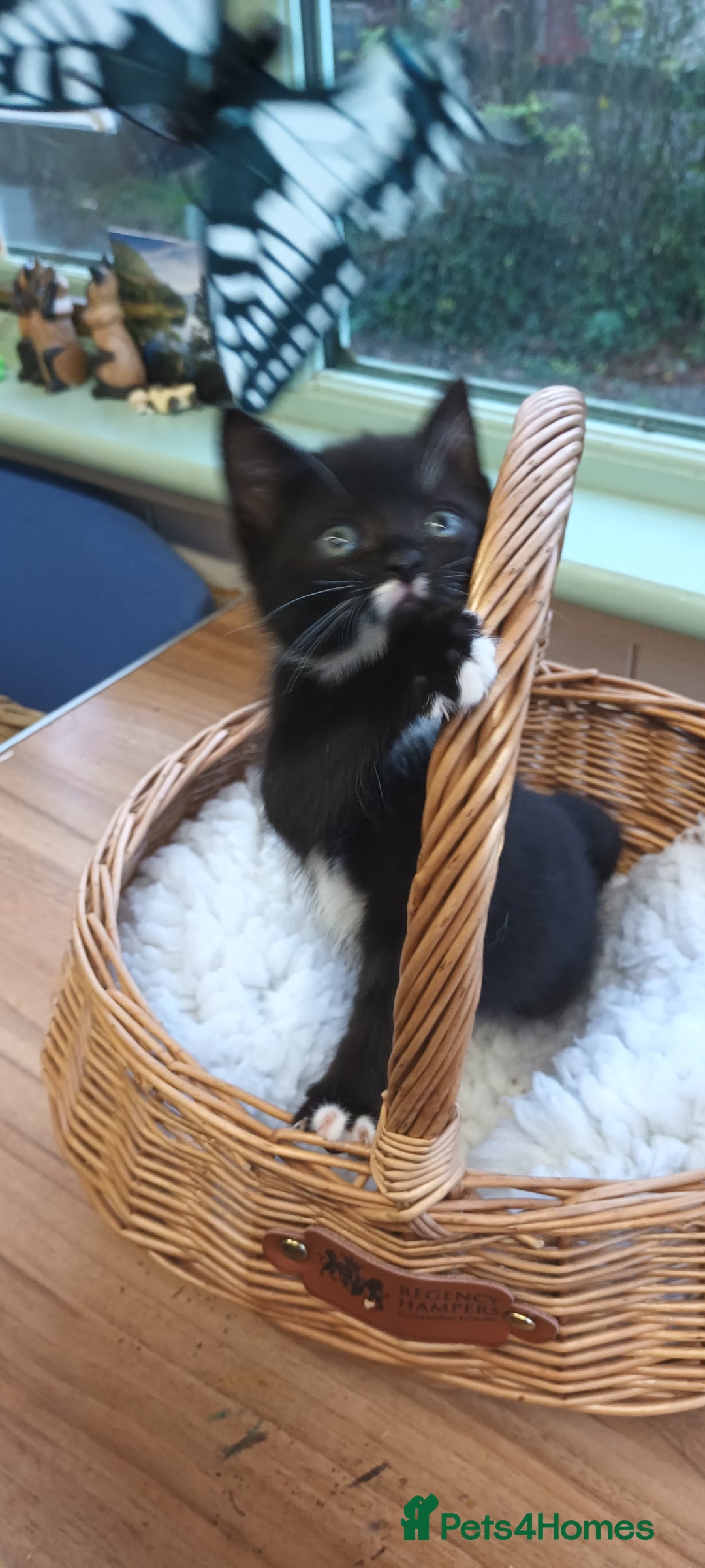 Mixed Breed cats for sale: GORGEOUS KITTENS FOR SALE - Advert 3
