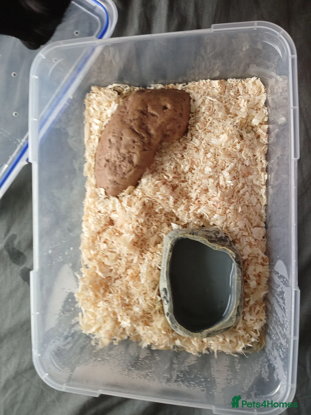 Snake reptiles for sale: Corn snake  - Advert 4