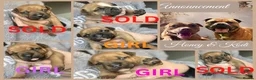 Staffordshire Bull Terrier dogs for sale: STUNNING RED STAFFORDSHIRE BULL TERRIER PUPS - Advert 2
