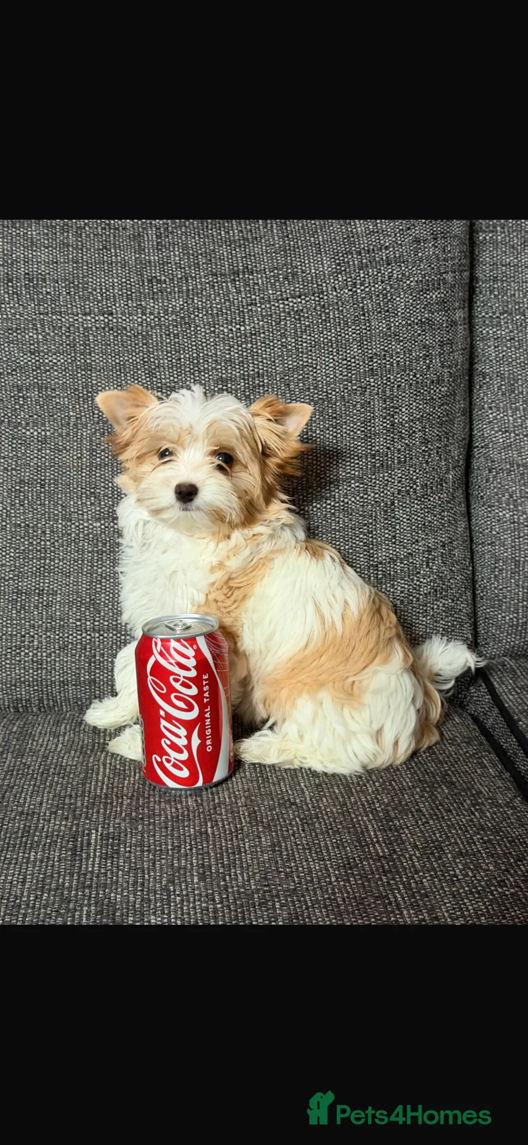 Yorkshire Terrier dogs for sale: Yorkshire terrier mini in Sunderland - Advert 3