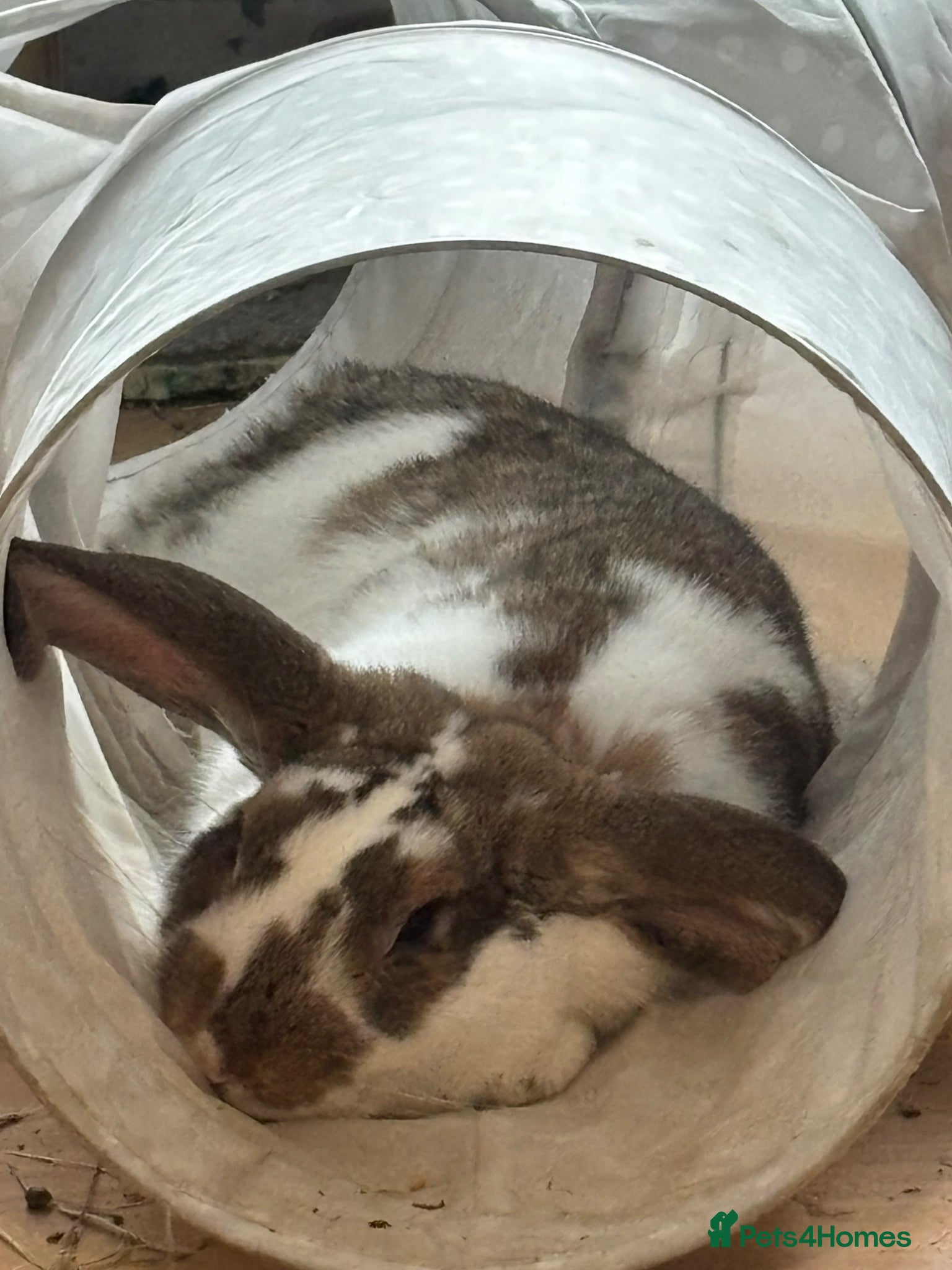 French Lop rabbits Male Lop - Advert 8