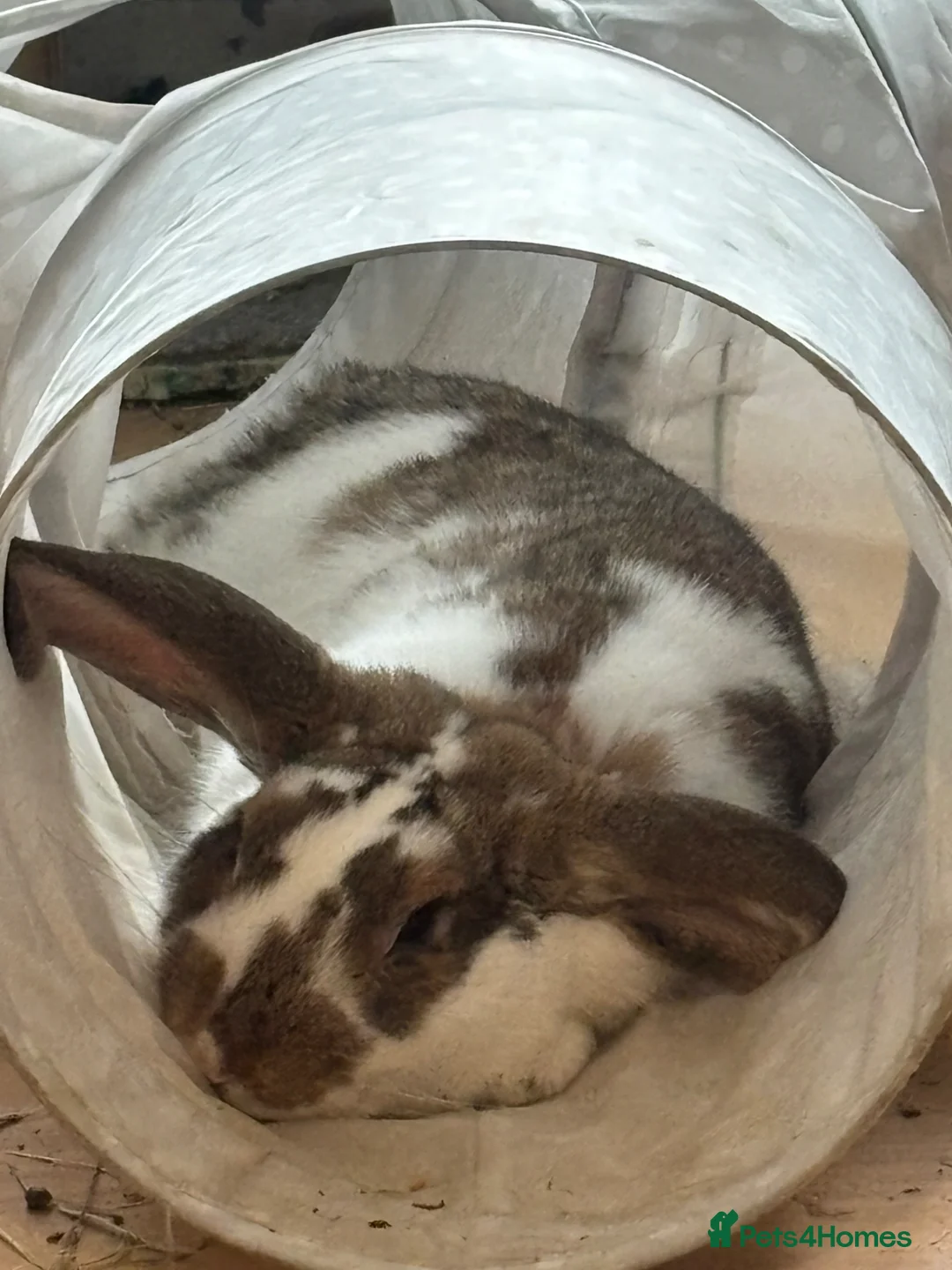 French Lop rabbits for sale: Male Lop in Tunbridge Wells - Advert 1