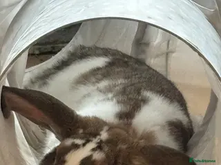 French Lop rabbits Male Lop - Advert 8