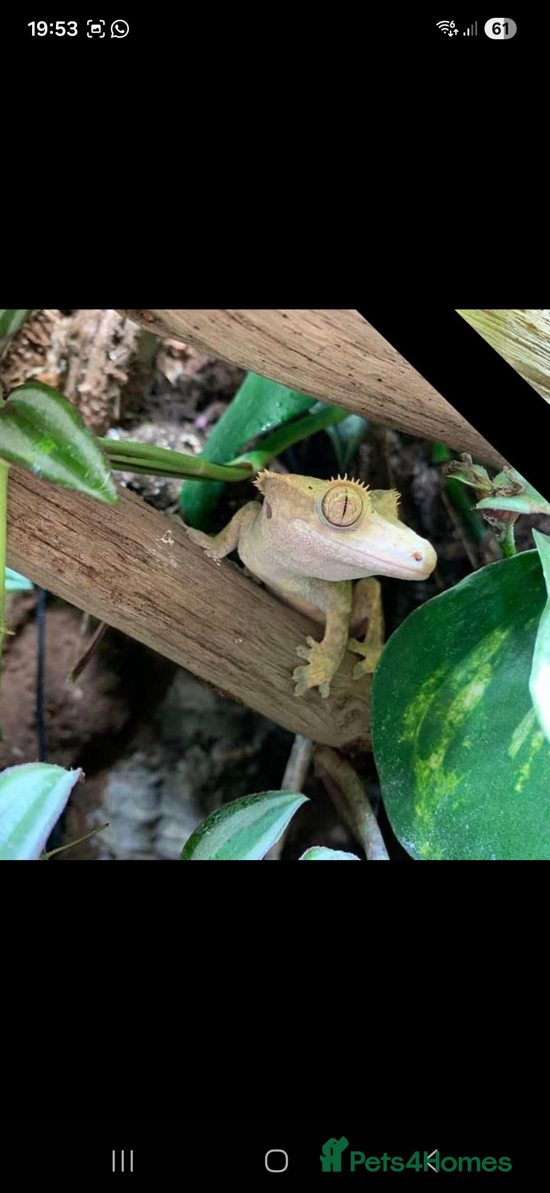 Gecko reptiles for sale: X4 Crested Geckos Male and Female - Advert 4