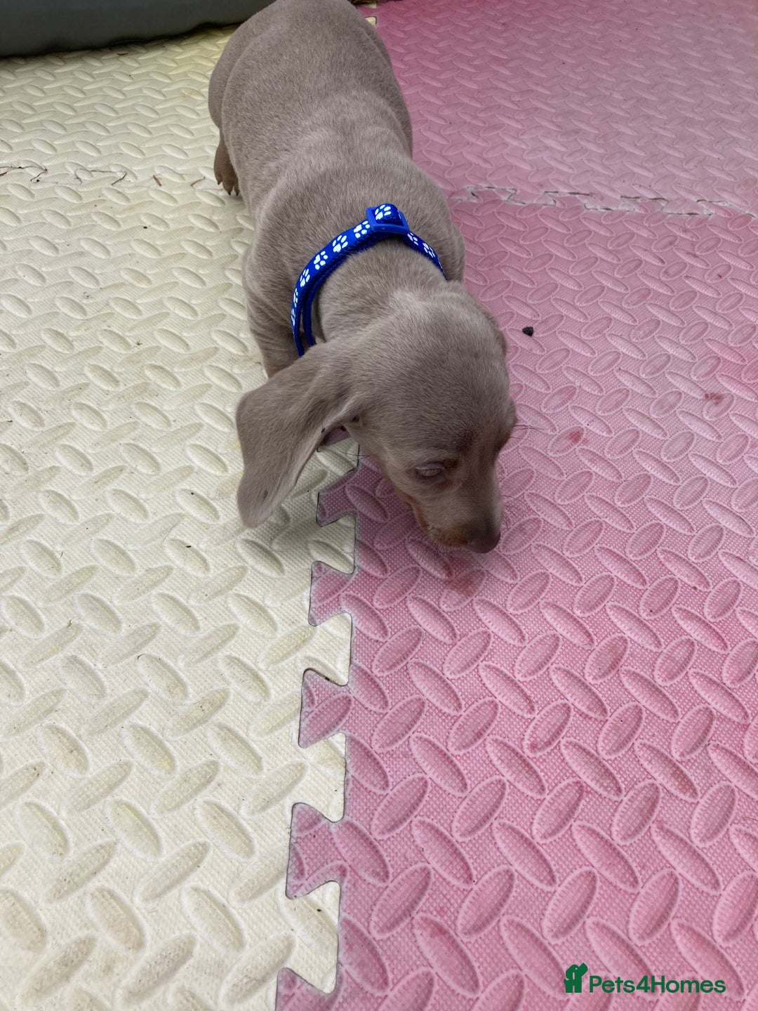 Dachshund dogs for sale: Litter of 8 - Image 3
