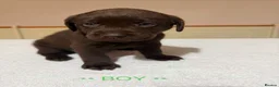 Labrador Retriever dogs for sale: Labrador puppies for sale   - Advert 11