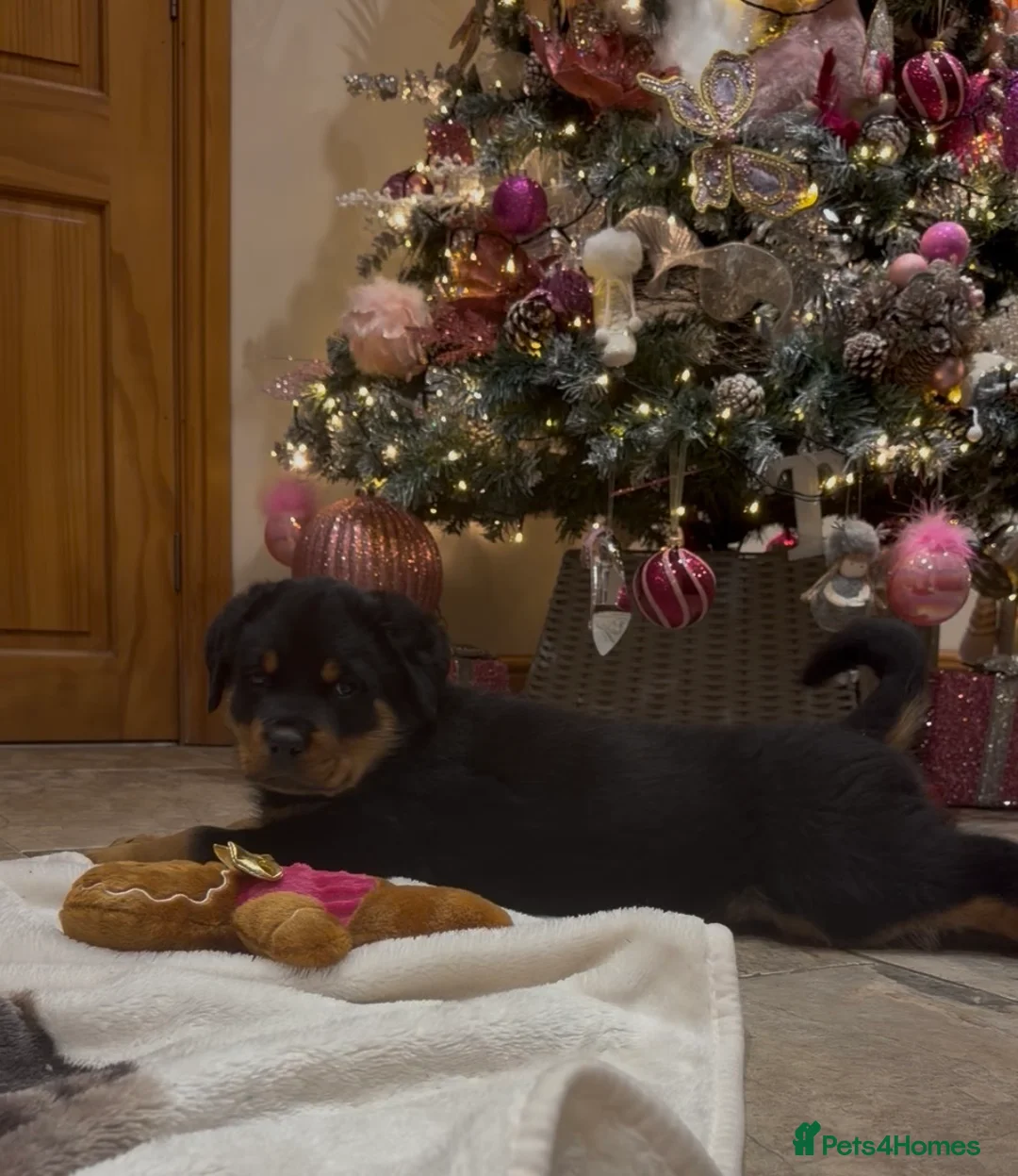 Rottweiler dogs for sale: READY NOW 2 female Rottweiler puppies - Advert 6