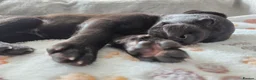 Mixed Breed dogs for sale: 🐾 Labrador × Whippet Puppies! 🐾 - Advert 28