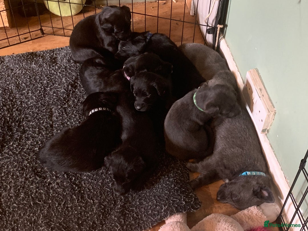 Mixed Breed dogs for sale: Labrador mix - Advert 2