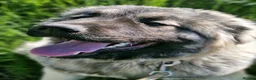 Caucasian Shepherd Dog dogs for sale: Stunning Caucasian Shepherd Ovcharka Puppies  in Lanark - Advert 11