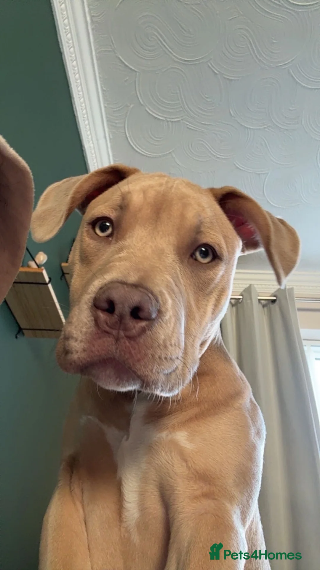 Mixed Breed dogs for sale: female mixed breed dog  in Knottingley - Advert 1