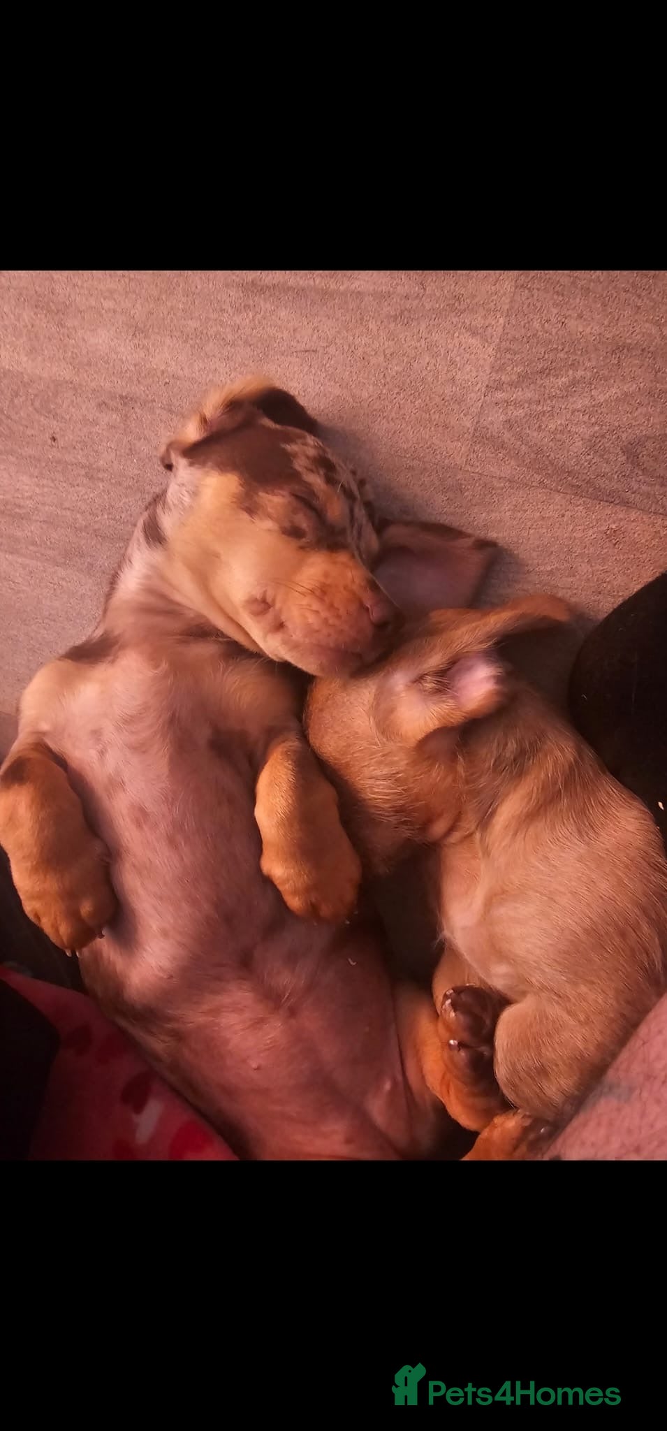 Dachshund dogs Gorgeous dachshund dogs for sale  - Advert 1