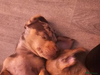 Dachshund dogs Gorgeous dachshund dogs for sale - Advert 2
